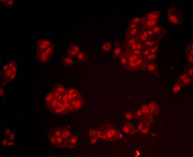 Bmi1 Antibody[48484]