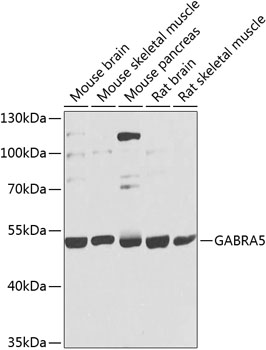 GABRA5 Polyclonal Antibody[317