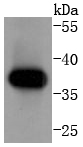Cyclin H Rabbit mAb[49100]