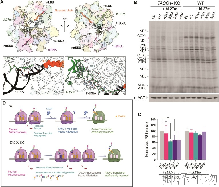【线粒体翻译】 |线粒体翻译之谜破解！TACO1如何疏通蛋白质合成“堵点”？