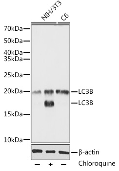 LC3B Polyclonal Antibody[27524