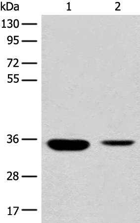 RGN Antibody[46660]