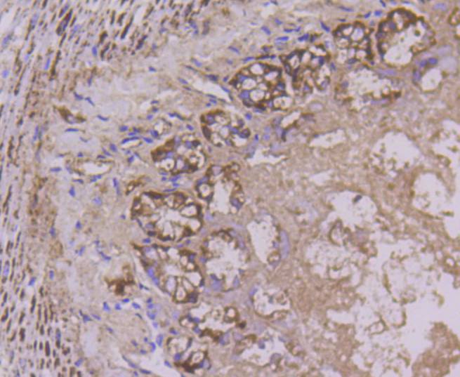 Cytochrome C Rabbit mAb[48927]