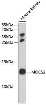 MOCS2 Polyclonal Antibody[3050