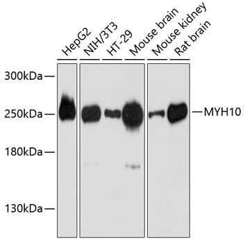 MYH10 Polyclonal Antibody[2759