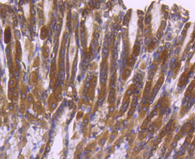 ERK2 Rabbit mAb[48684]