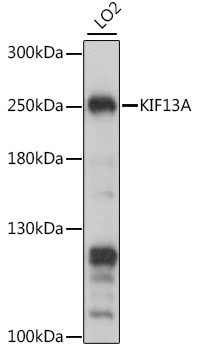 KIF13A Polyclonal Antibody[294