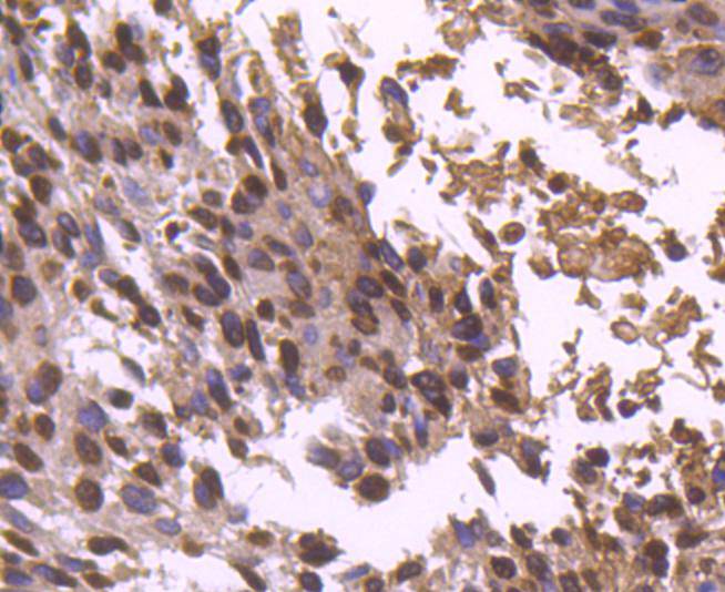 Histone H2B Rabbit mAb[49134]