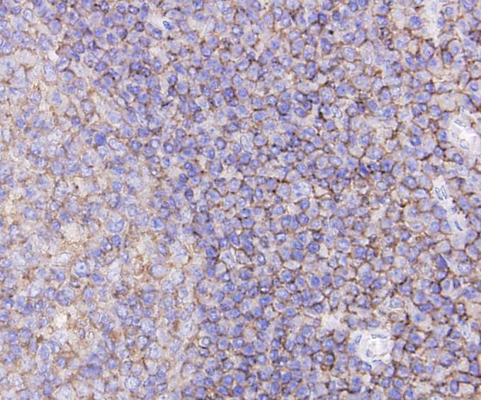 CD44 Antibody[48353]