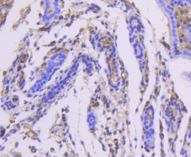 Moesin Rabbit mAb[48981]