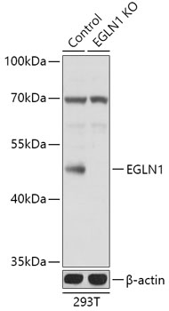 EGLN1 Polyclonal Antibody[2862