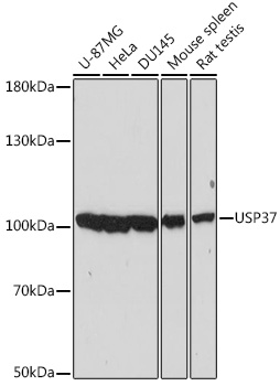 USP37 Polyclonal Antibody[2935