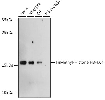 TriMethyl-Histone H3-K64 pAb[3