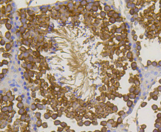 Hsp70 Rabbit mAb[48597]