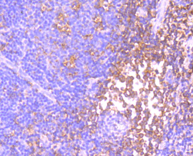 Id1 Rabbit mAb[49637]