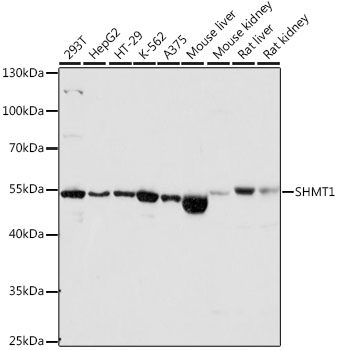 SHMT1 Polyclonal Antibody[2770