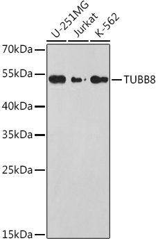 TUBB8 Polyclonal Antibody[3153
