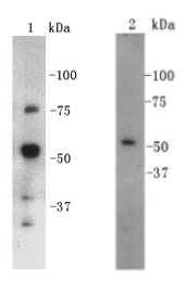 CD4 Antibody[48144]