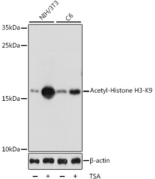 Acetyl-Histone H3-K9 pAb[30868