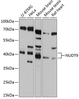 NUDT9 Polyclonal Antibody[2765
