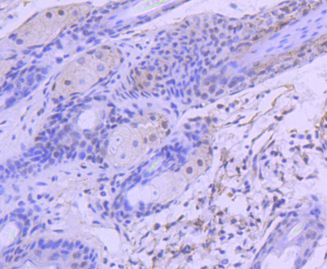 HDAC3 Rabbit mAb[48964]
