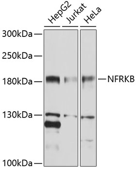 NFRKB Polyclonal Antibody[2729