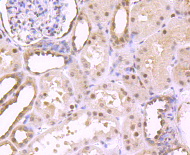 EDG1 Rabbit mAb[49440]