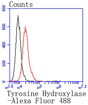 Tyrosine Hydroxylase Rabbit mA