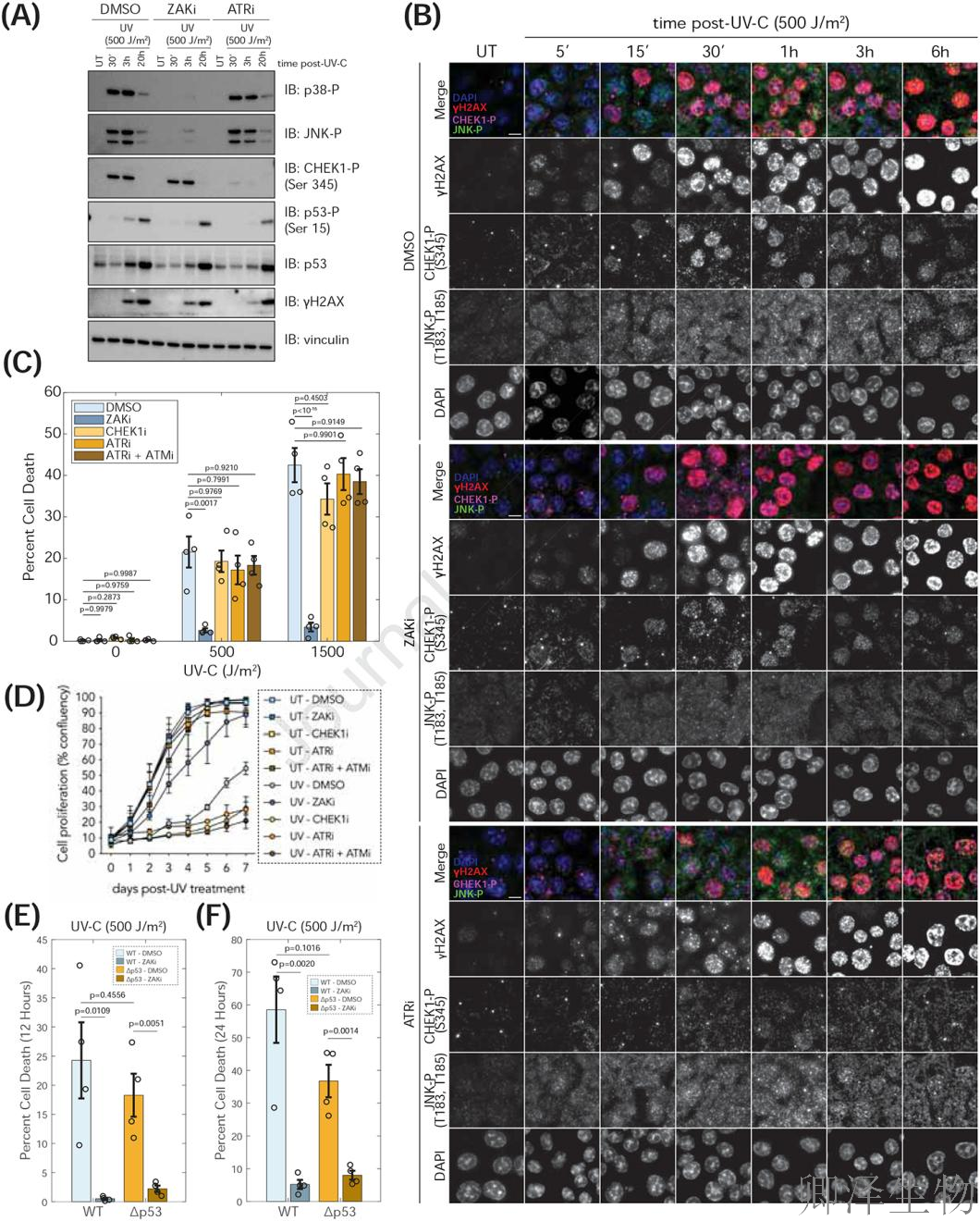 【核糖体碰撞-经典研究】 UV致死元凶非DNA损伤？核糖体毒性应激终解密！