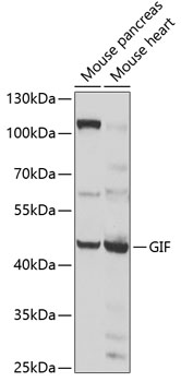 GIF Polyclonal Antibody[30755]