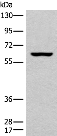 CLPX Antibody[46518]
