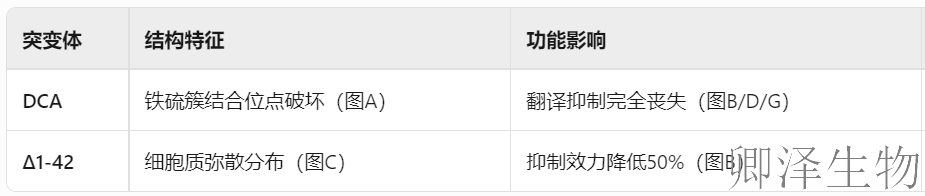 【核糖体碰撞-经典研究】 颠覆认知！免疫系统的“分子刹车”：抗病毒蛋白如何瘫痪病毒工厂