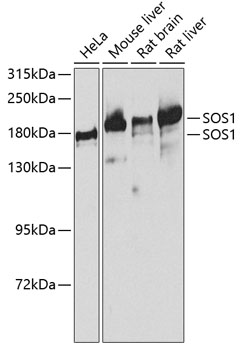SOS1 Polyclonal Antibody[30438