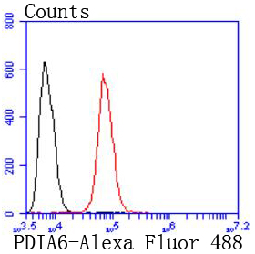 PDIA6 Rabbit mAb[49340]