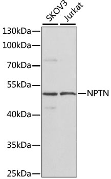 NPTN Polyclonal Antibody[31395