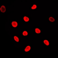 Adenylate Kinase 6 Antibody[47