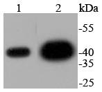 ERK2 Rabbit mAb[48684]