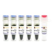 BeyoPlant™植物基因型快速鉴定试剂盒