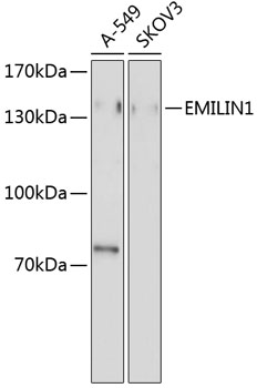 EMILIN1 Polyclonal Antibody[30