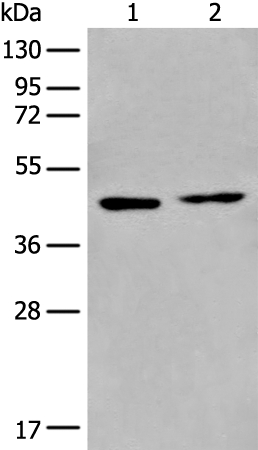 PRMT6 Antibody[46648]