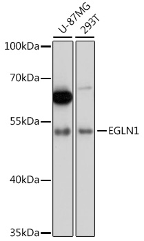 EGLN1 Polyclonal Antibody[2862
