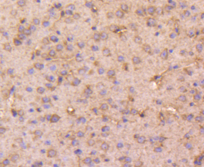 DOPEY2 Antibody[48029]