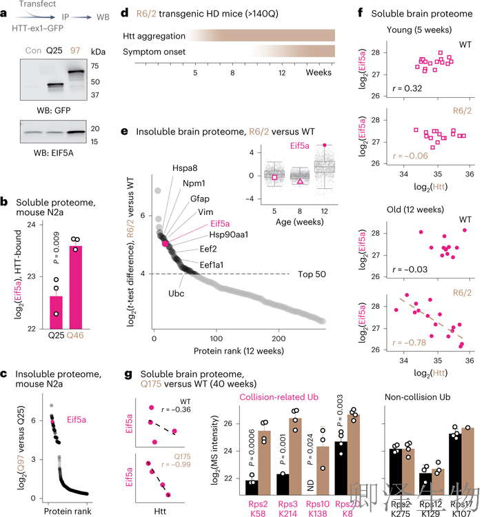 【核糖体碰撞-经典研究】 解密亨廷顿舞蹈症：核糖体碰撞如何引发神经元全局崩溃？