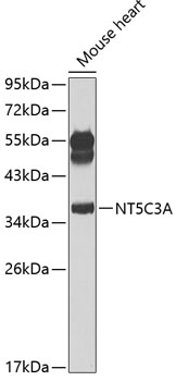 NT5C3A Polyclonal Antibody[309