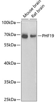 PHF19 Polyclonal Antibody[3142