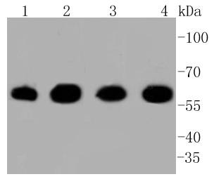 Hsp60 Rabbit mAb[48882]