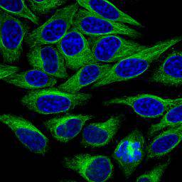 Alpha-tubulin Antibody[48502]