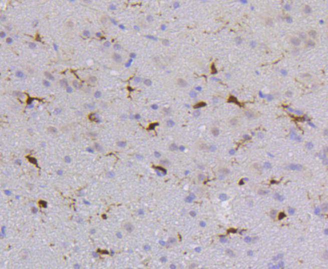 SHP1 Rabbit mAb[48636]