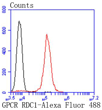 GPCR RDC1 Rabbit mAb[49041]
