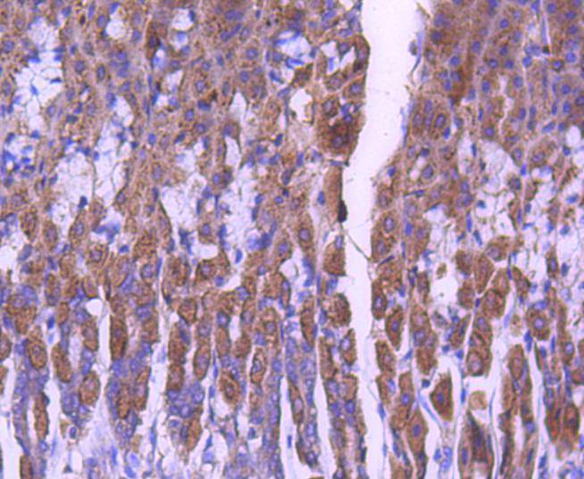 STAT6 Rabbit mAb[48795]